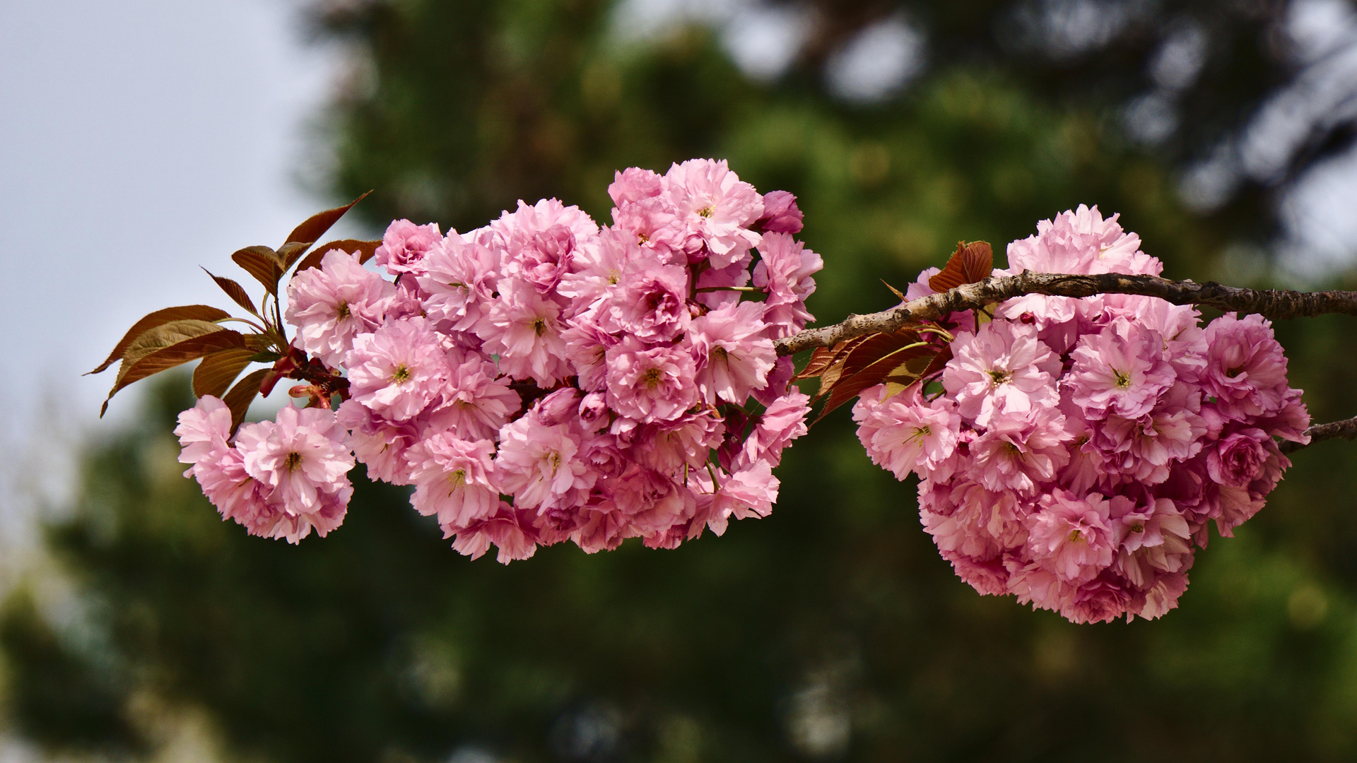 Pink spring