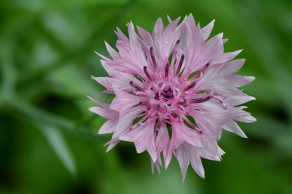 Pink statt Blau