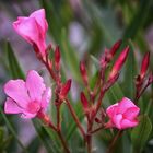 Pink Sunshine  - OLEANDER