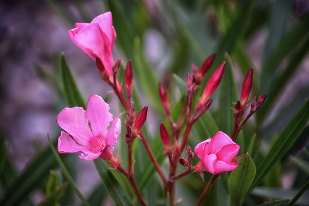 Pink Sunshine  - OLEANDER