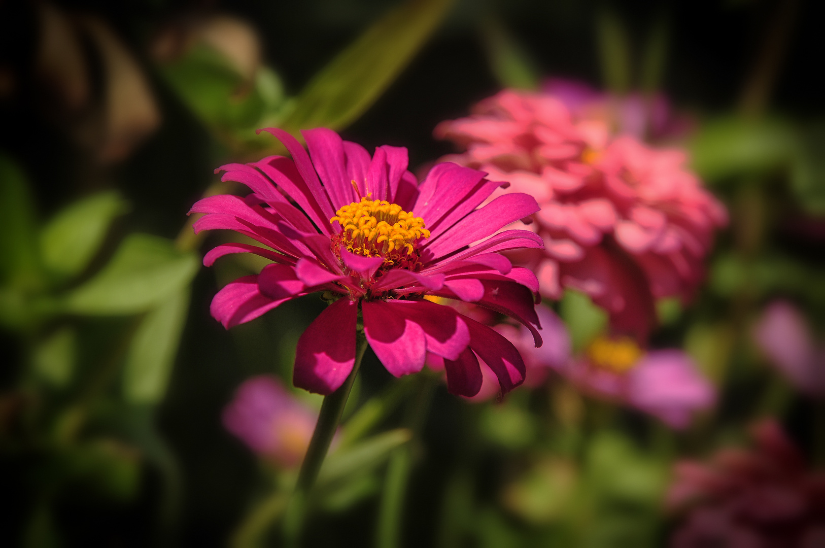 Pink Sunshine  (Zinnia elegans) 