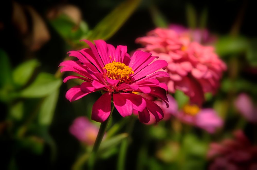 Pink Sunshine  (Zinnia elegans) 