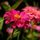 Pink Sunshine  (Zinnia elegans) 