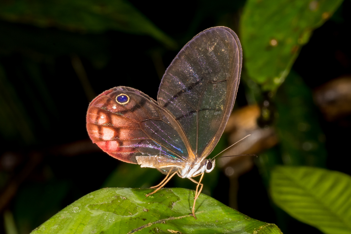 Pink-tipped Satyr (Cithaerias aurorina)