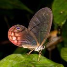 Pink-tipped Satyr (Cithaerias aurorina)