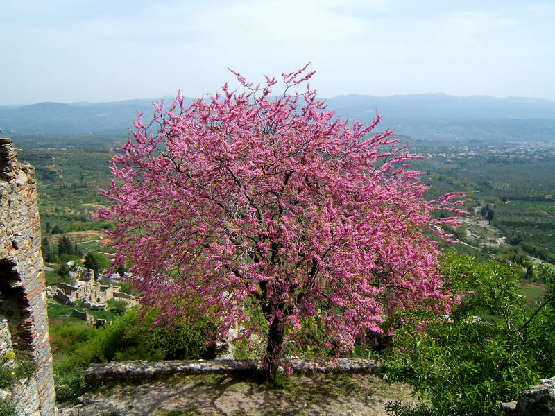 Pink Tree