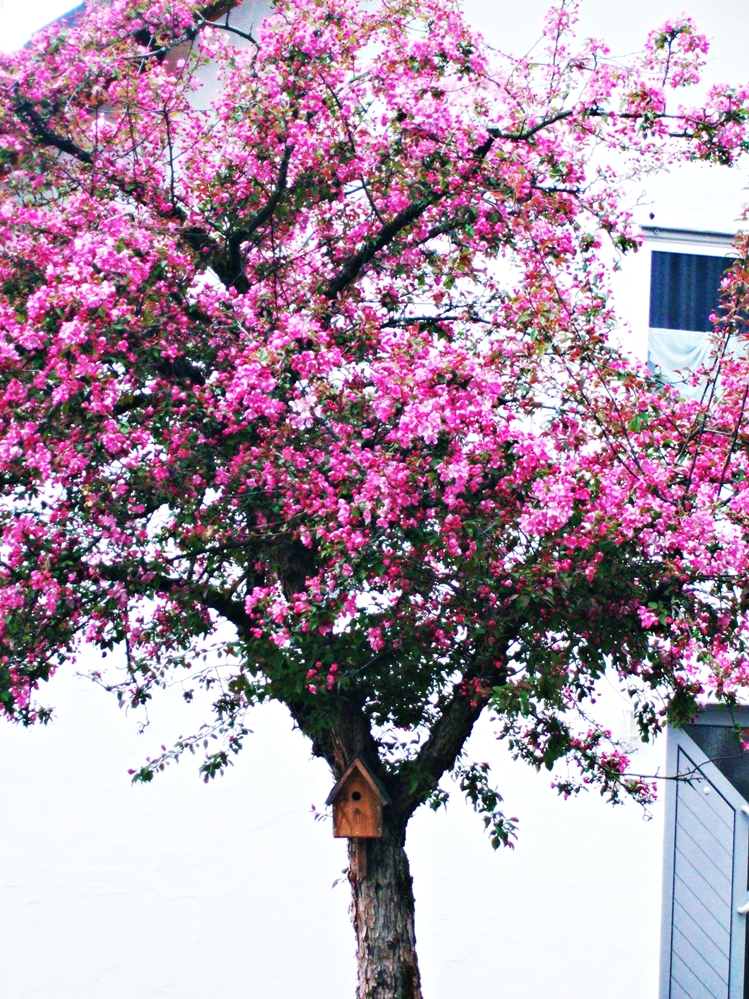 pink tree