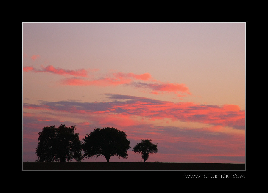 Pink Trees