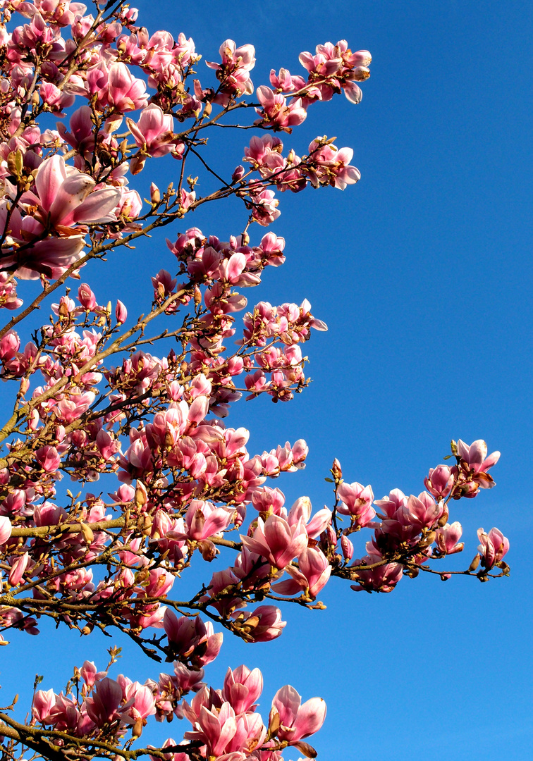 Pink trifft Blau .