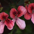 Pink Trio