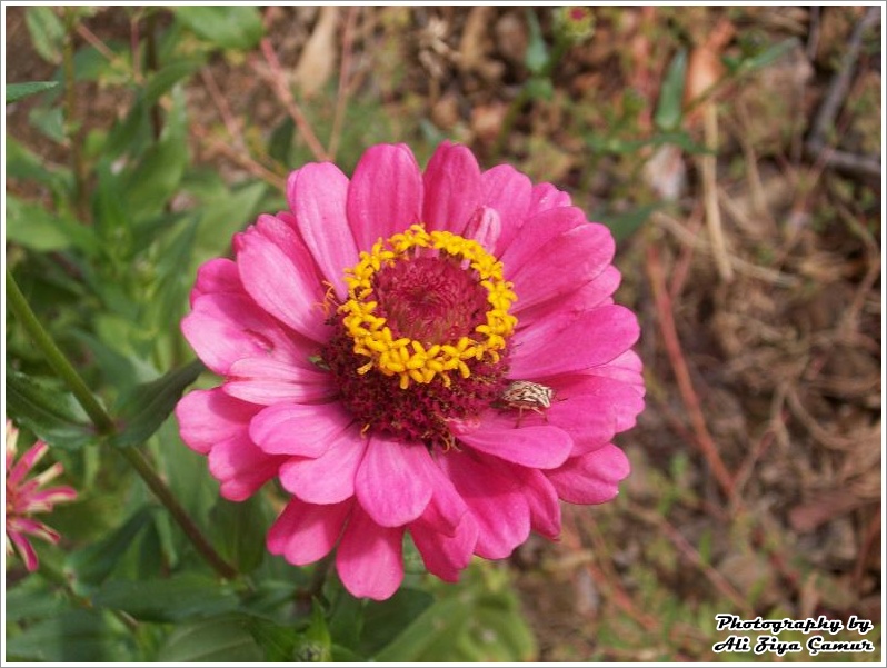 Pink tsiniya and uninvited guests.