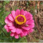 Pink tsiniya and uninvited guests.