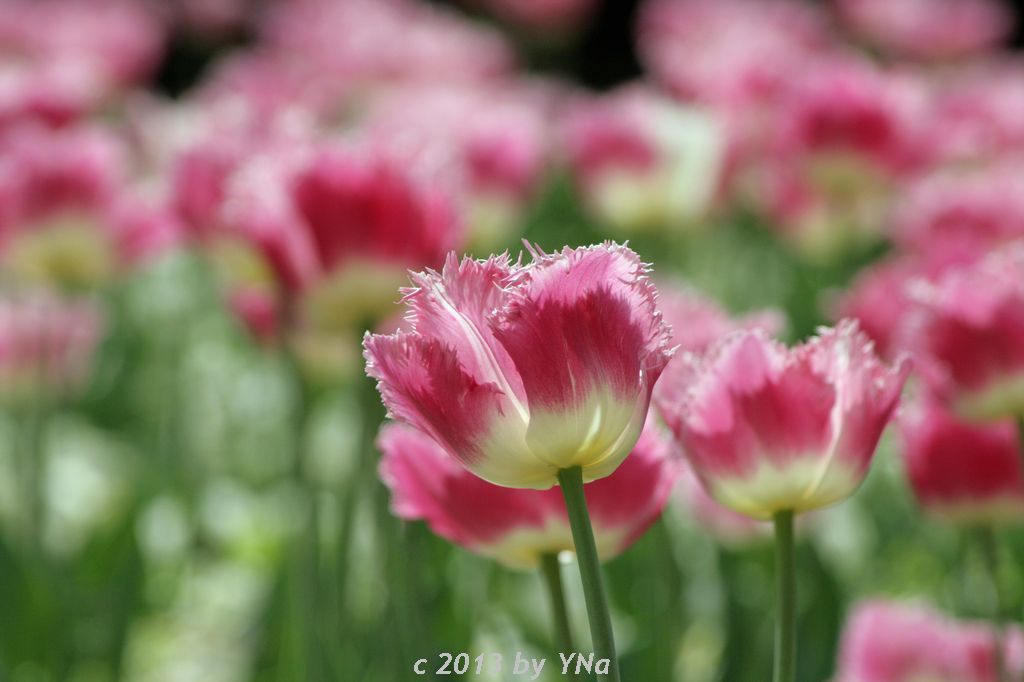 pink tulip