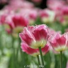 pink tulip