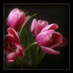 Pink tulip