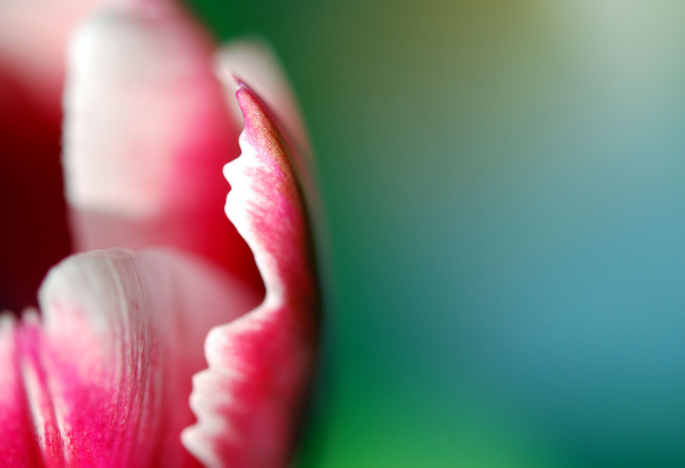 pink tulip