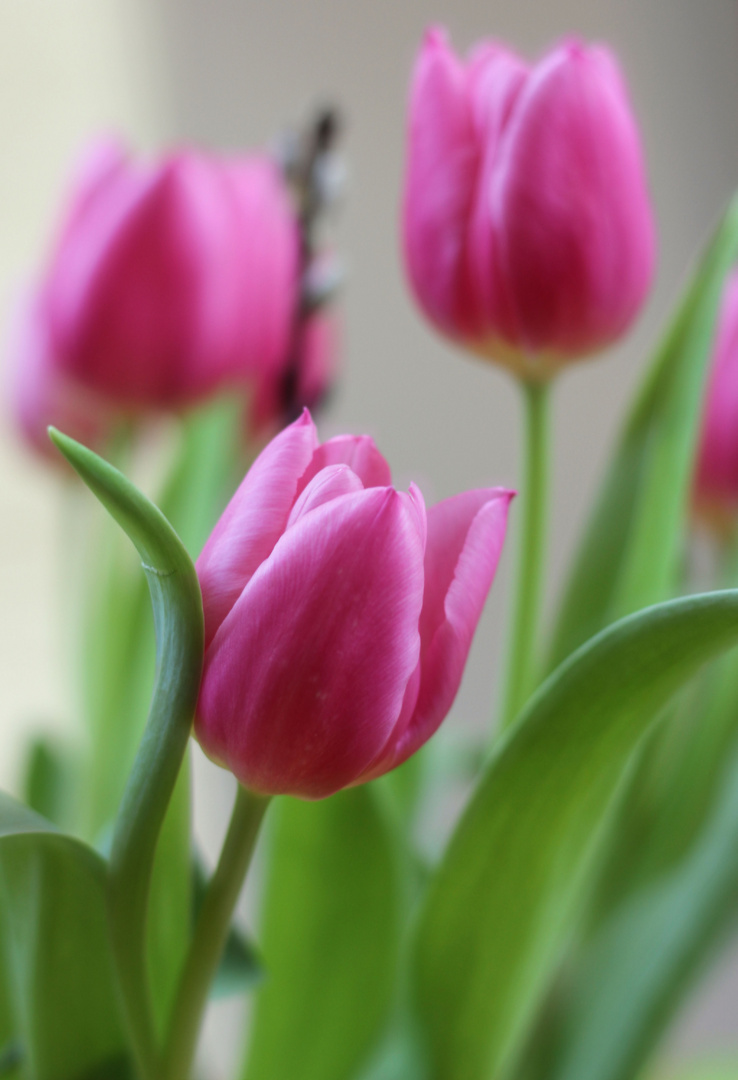 Pink Tulip