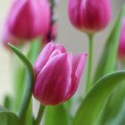 Pink Tulip