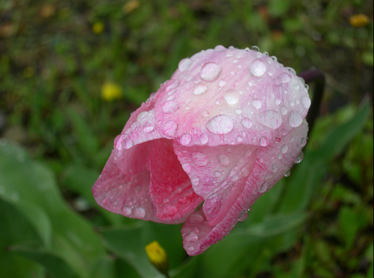 Pink tulip