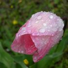 Pink tulip