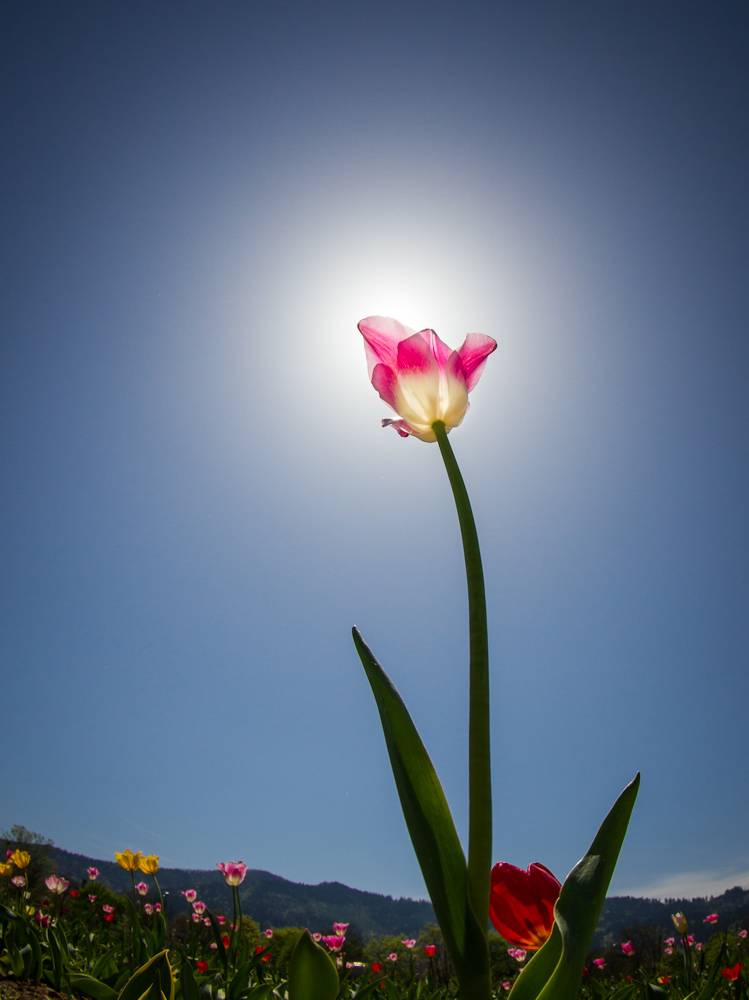 pink tulip von Max Koch 