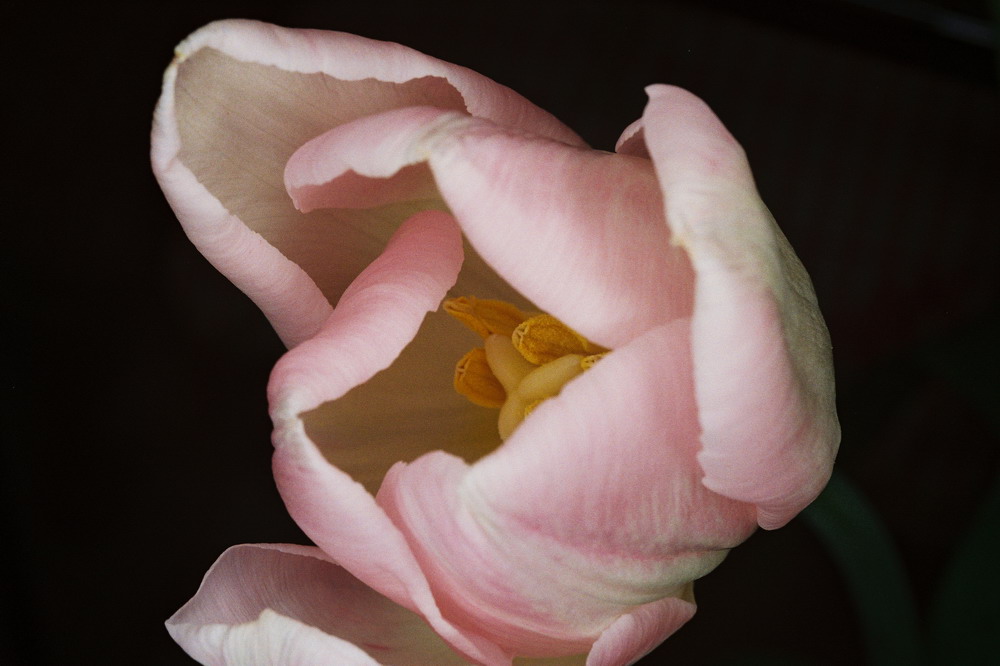 Pink Tulip