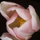 Pink Tulip