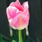 Pink tulip