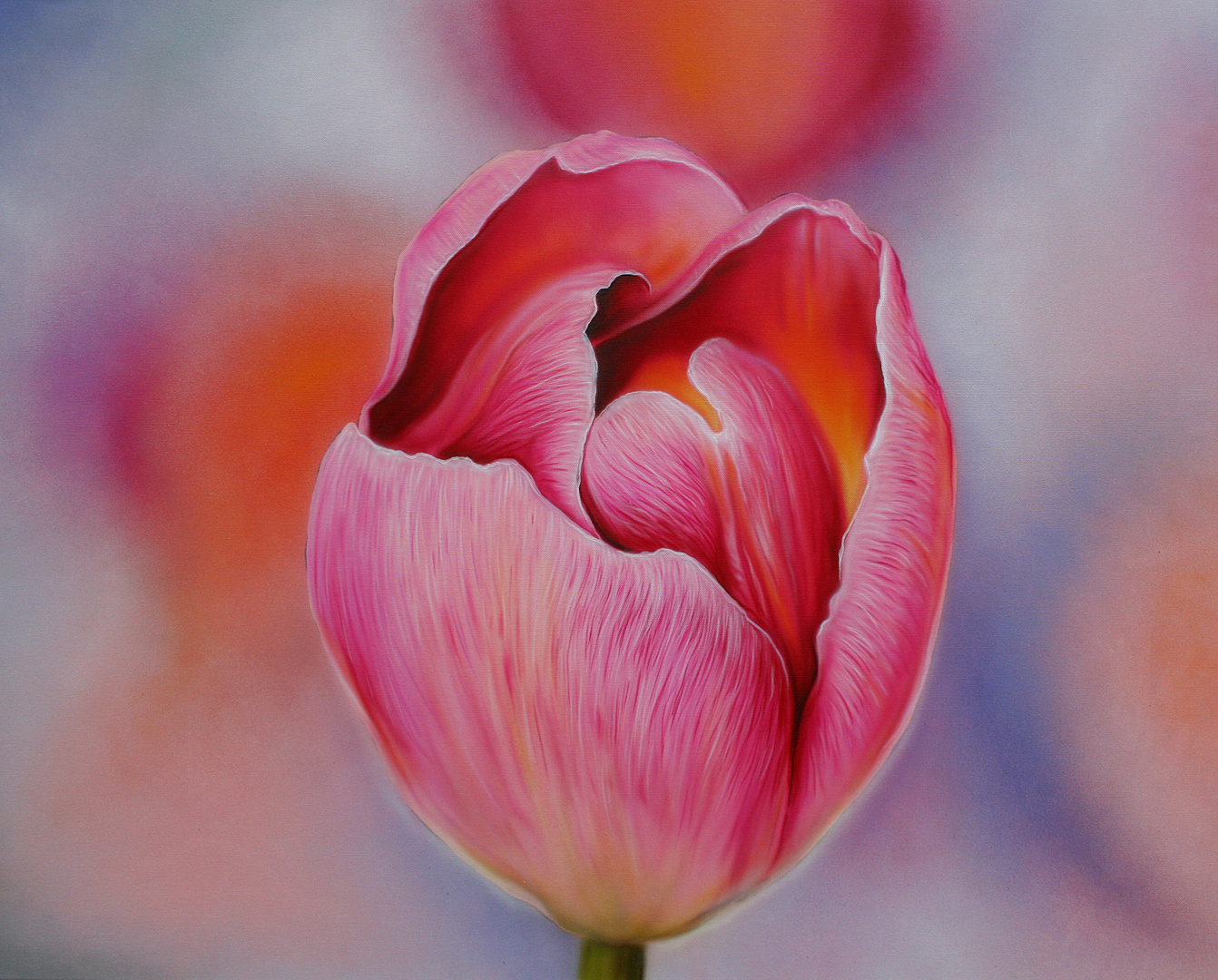 Pink Tulip