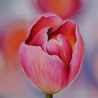 Pink Tulip