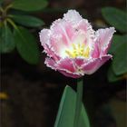 Pink Tulip Frisee