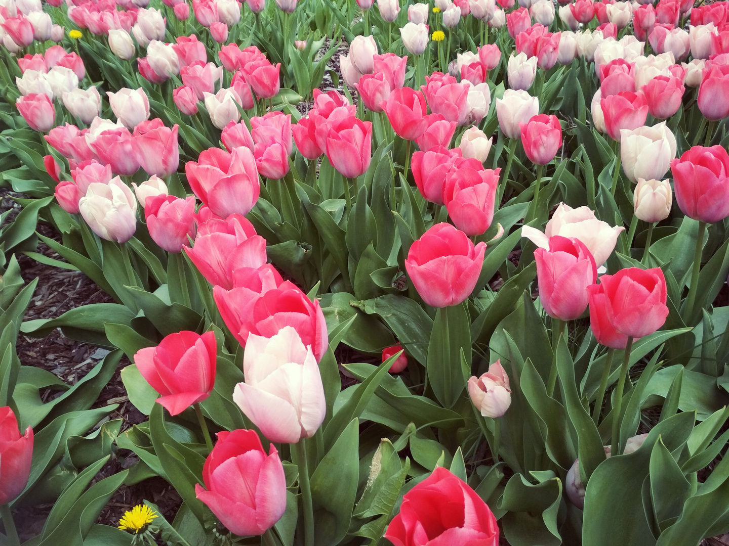 pink tulipe