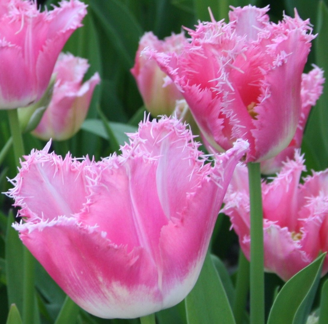 pink tulips