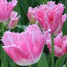 pink tulips