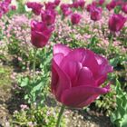 Pink Tulips