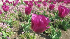 Pink Tulips