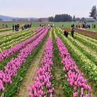 Pink Tulips in the Rain  