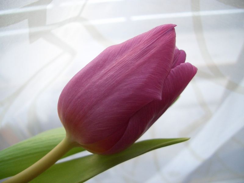 pink tulp