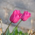 Pink Tulpe