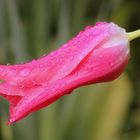 Pink Tulpe nach dem Regen