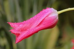 Pink Tulpe nach dem Regen