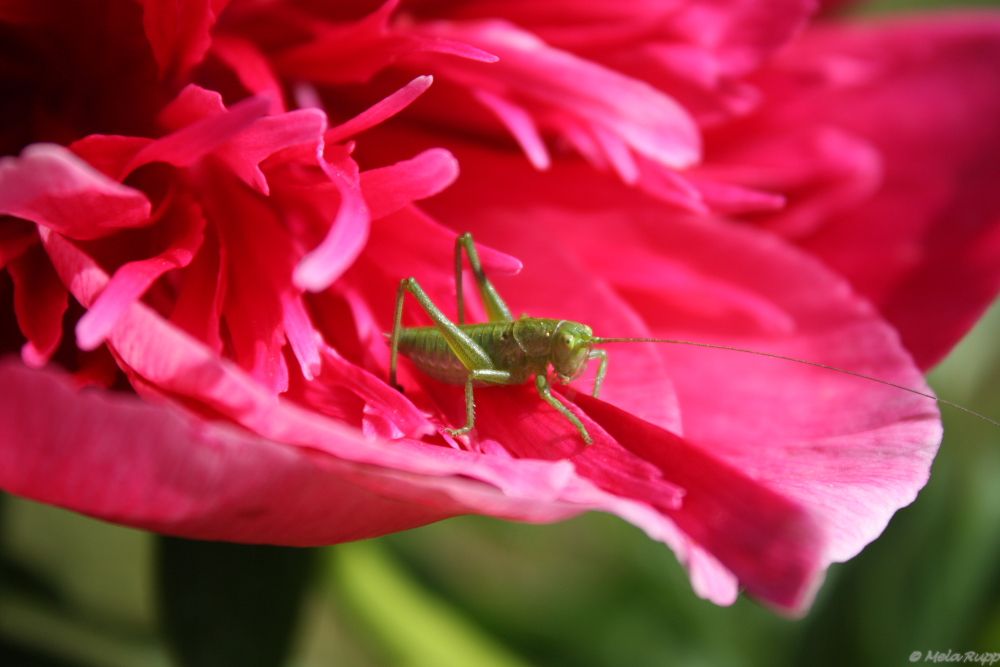 Pink und grün