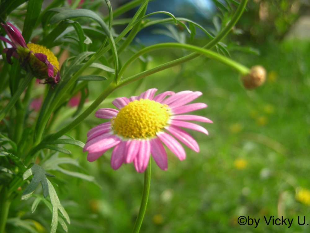 pink und weiß