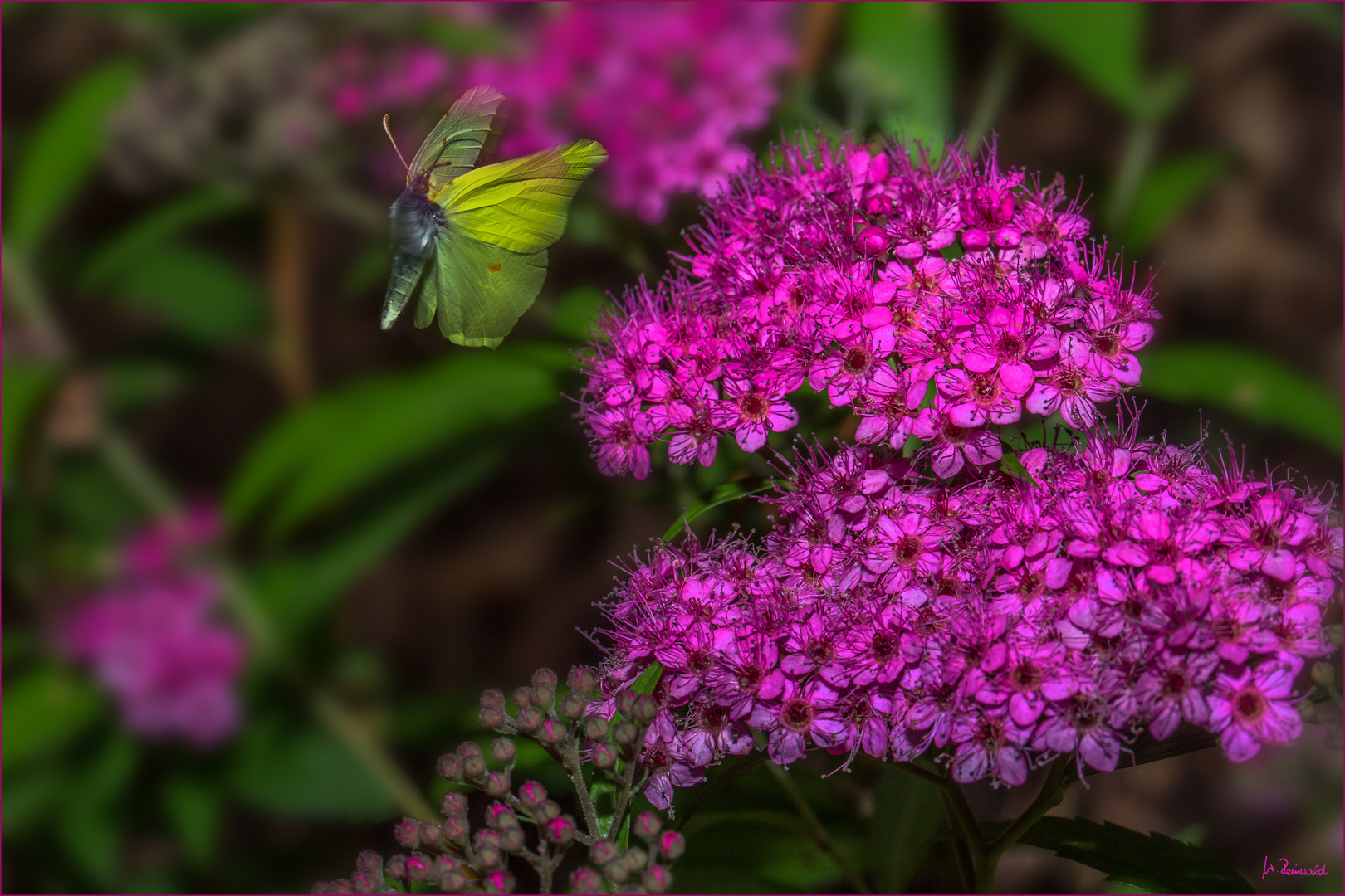 Pink und zitronengelb