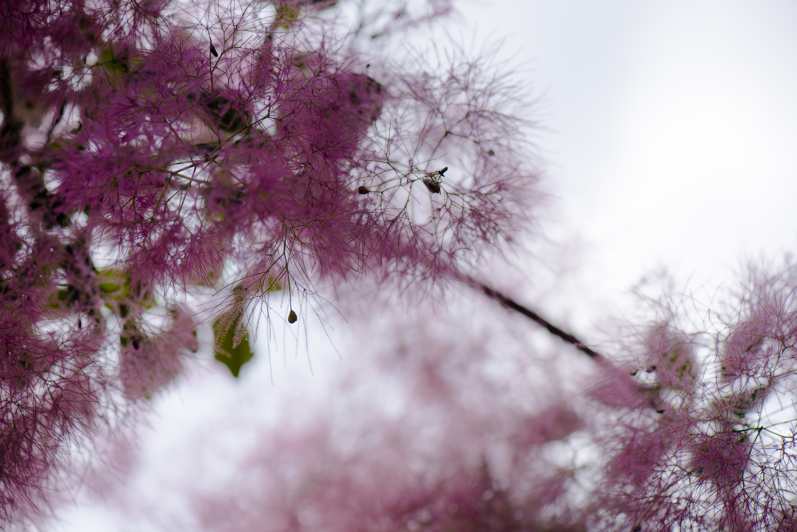 pink veil