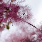 pink veil