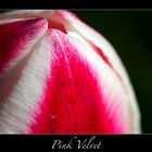 | Pink Velvet |