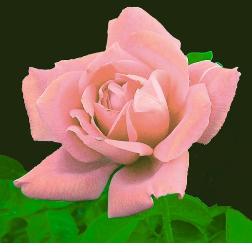 Pink Velvet Rose