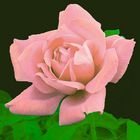 Pink Velvet Rose