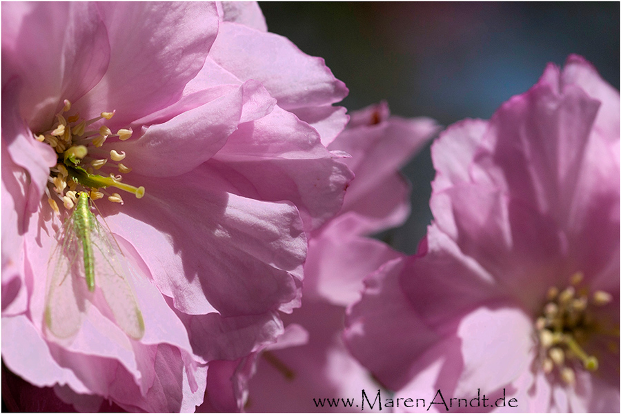 Pink Versteck